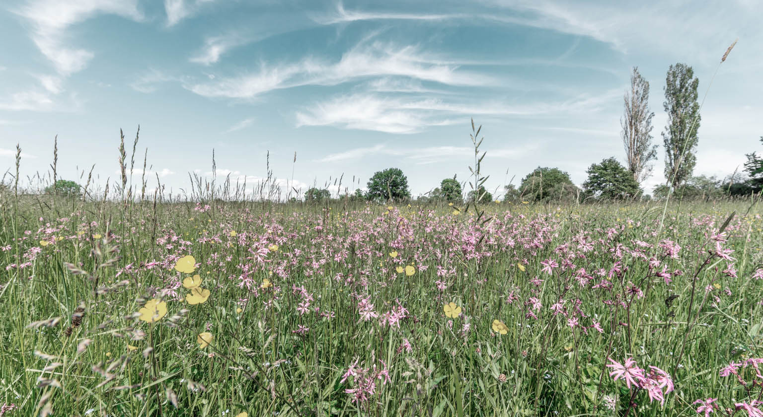 ToppBanner banner_kyla